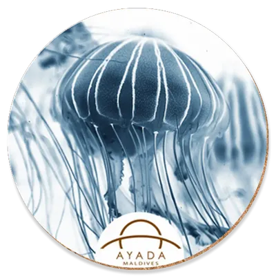 Round - Custom Banners Now