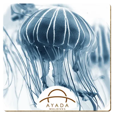 Square - Custom Banners Now