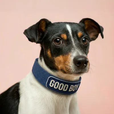 Pet Harness - Custom Banners Now