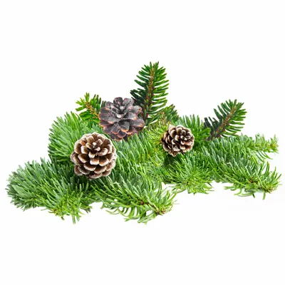 Pine - Custom Banners Now