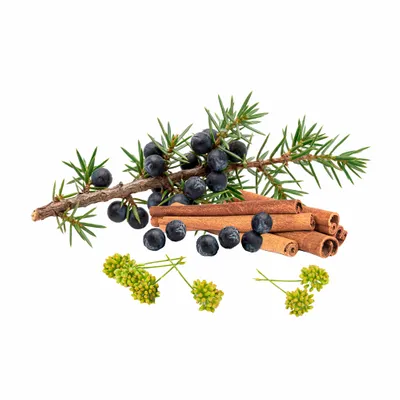 Juniper Berry - Custom Banners Now
