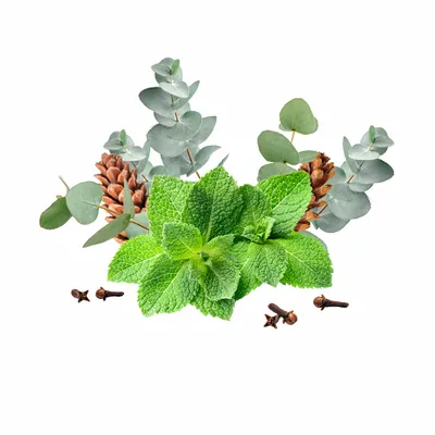 Eucalyptus & Mint - Custom Banners Now