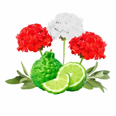 Cedar & Geranium - Custom Banners Now